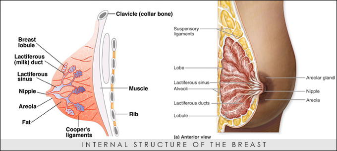 INTERNAL-STRUCTURE-OF-THE-BREAST